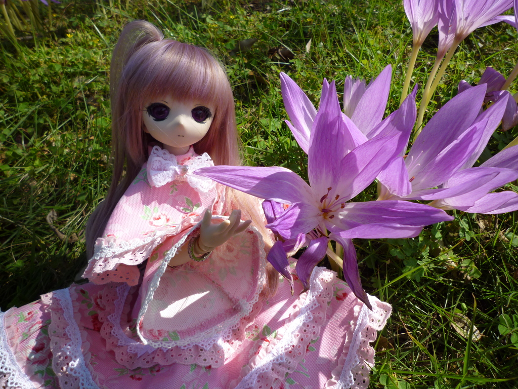 綺麗な花