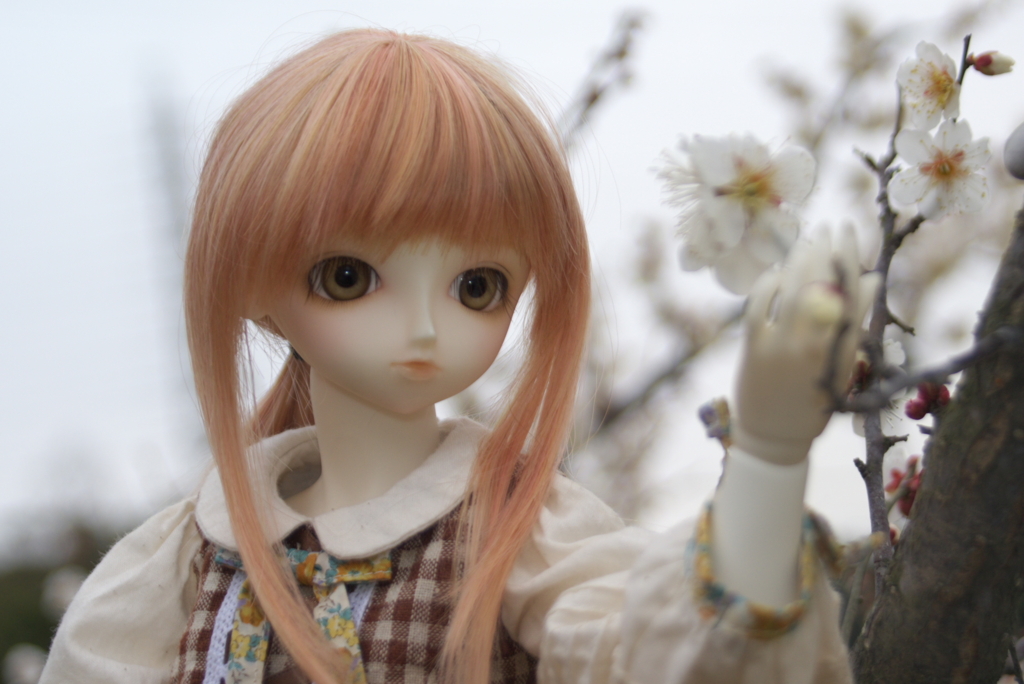 梅の花