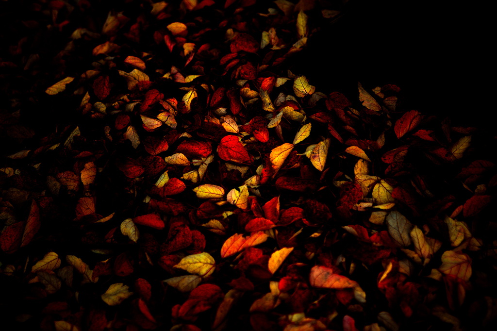 枯れ葉の絨毯