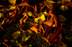 秋の終わりとはじまり