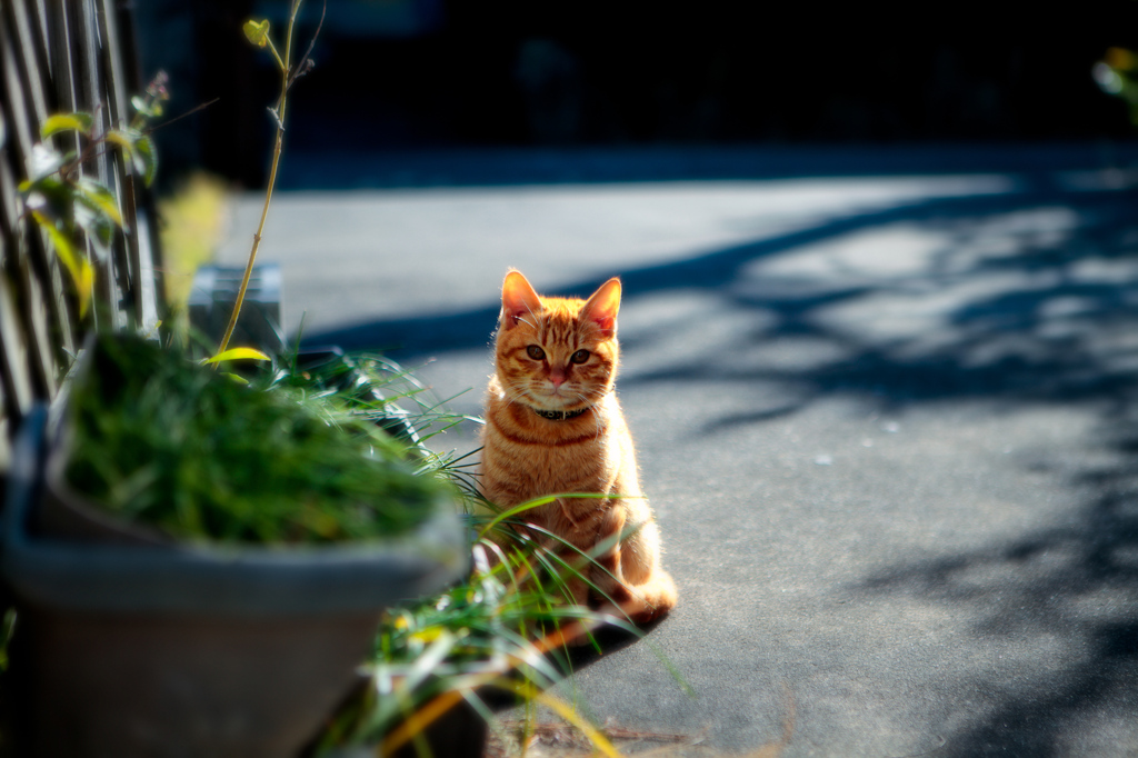 たたずむ猫