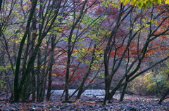 白川八丁秋景