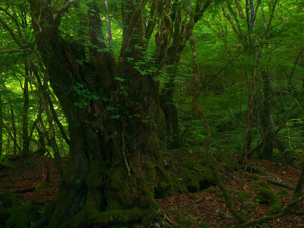 老木