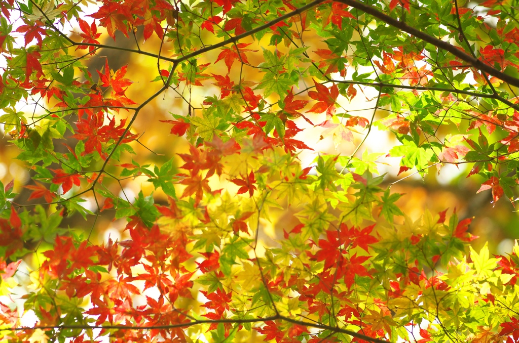 紅変
