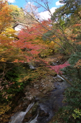 流れる紅葉