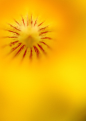  The sun