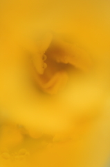  Another Tulip