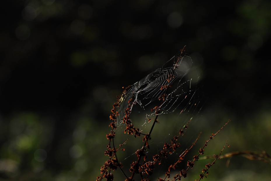 蜘蛛の巣
