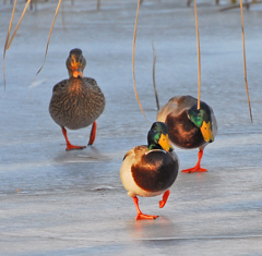 お一何処行くねん...