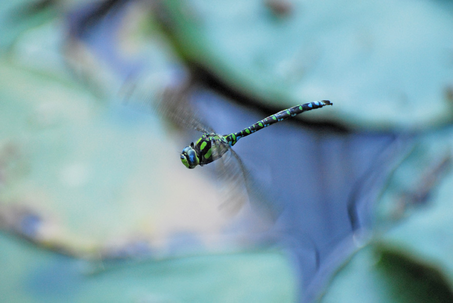 Herbst-Mosaikjungfer