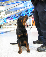 警察犬