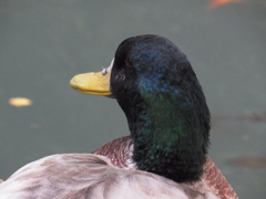 宝山寺の鴨