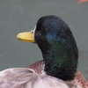 宝山寺の鴨