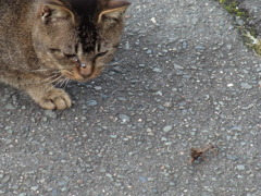 猫vsカマキリ