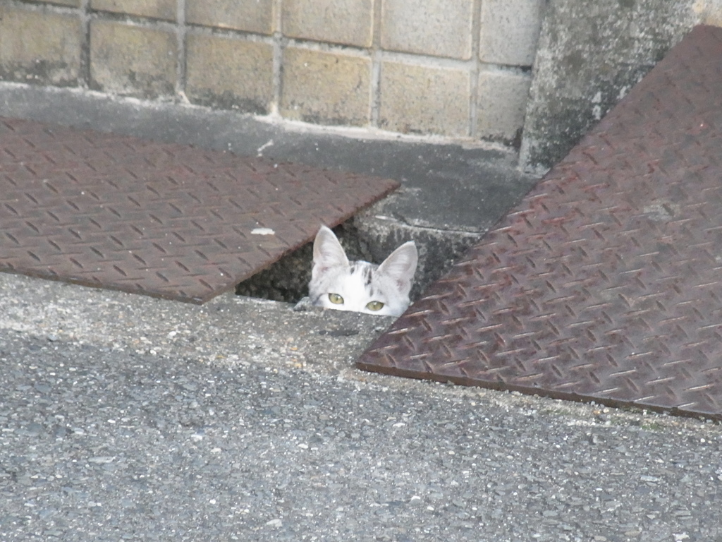 チラリ