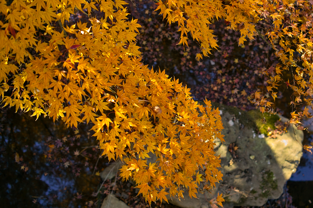 sdim0644