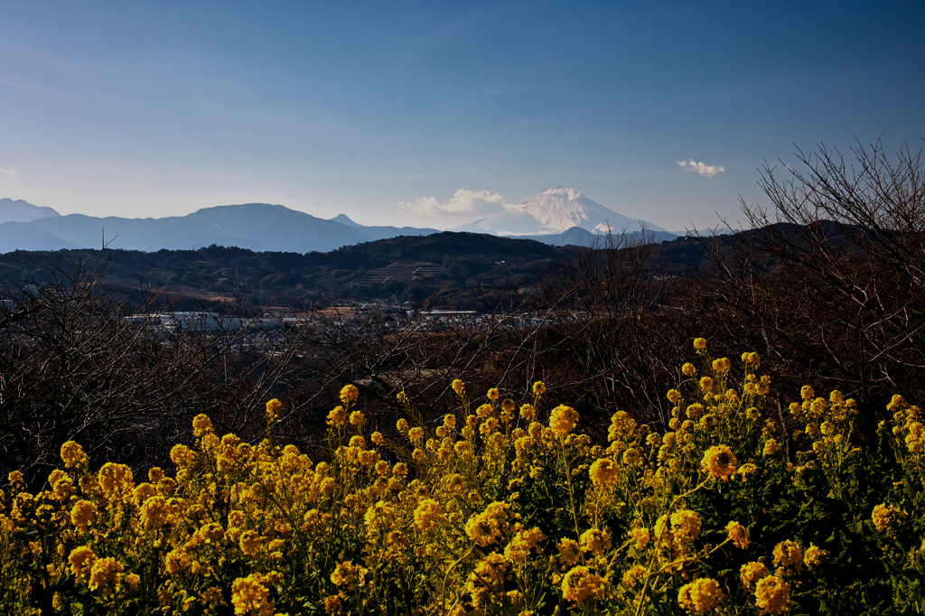 菜の花と富士山