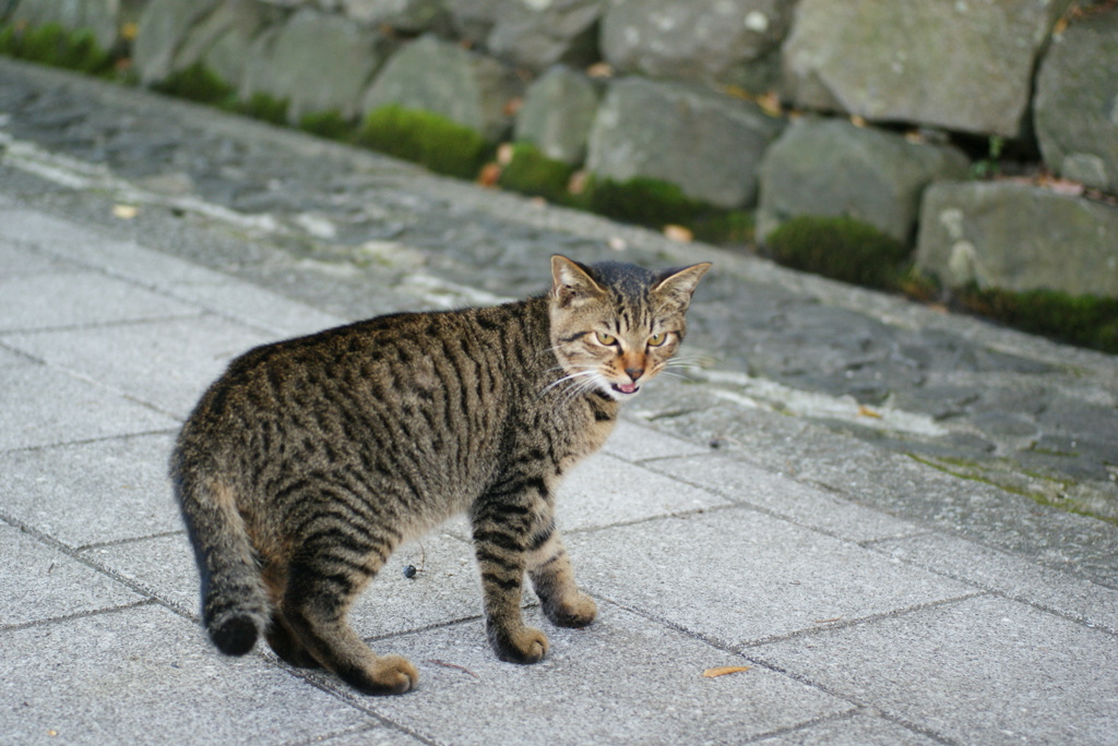 ええかげんにしてほしいにゃ
