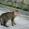 ええかげんにしてほしいにゃ