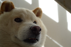 いぬ１