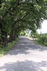 木陰道