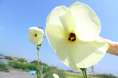 夏