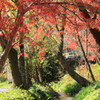 もみじトンネル