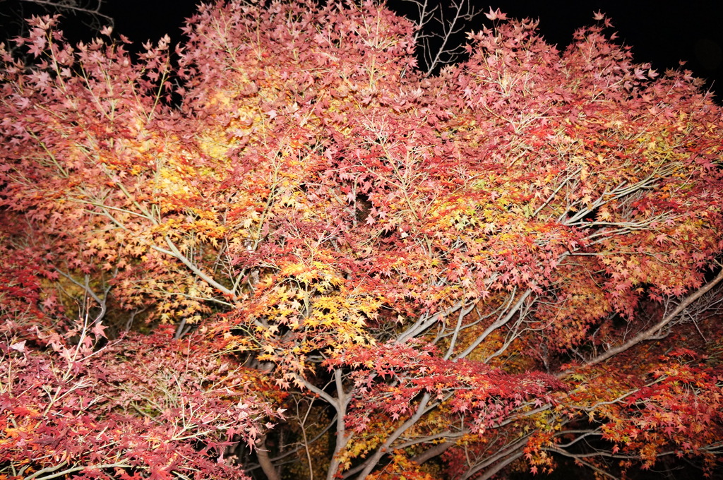 夜椛