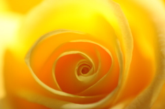 冬薔薇