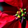 クリスマスが近いぞ