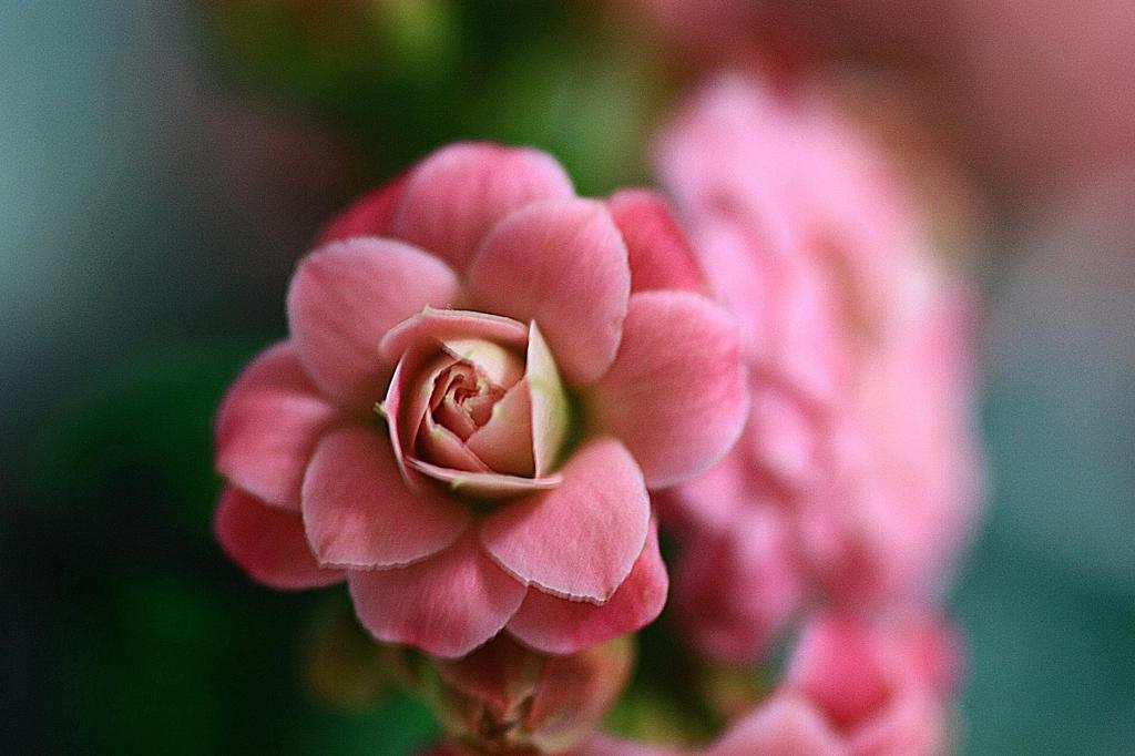 薔薇のごとく・・・