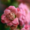 薔薇のごとく・・・