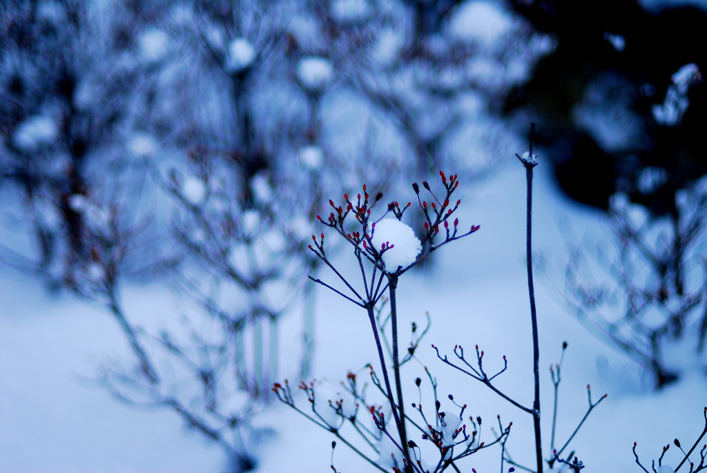 雪の花