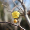 春待つ息吹