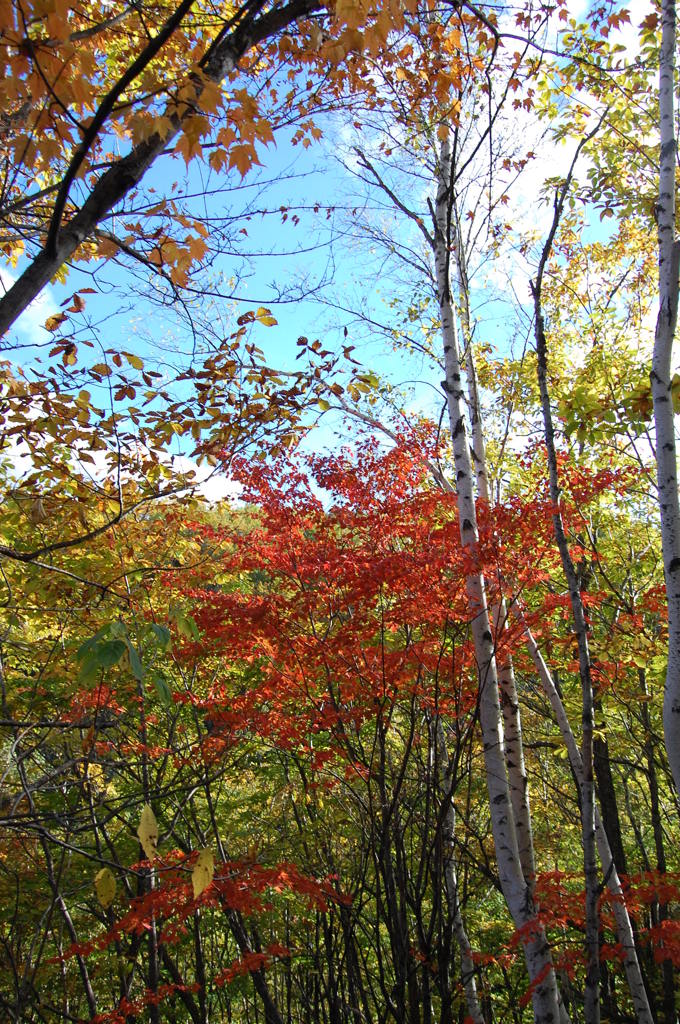 紅葉と白樺