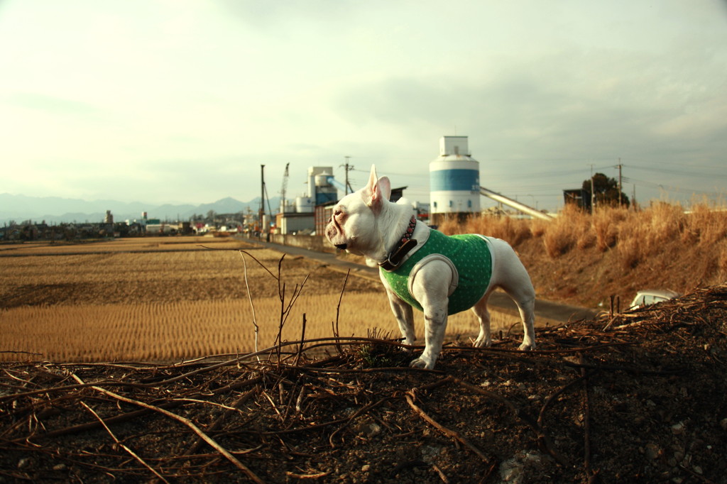 生コンプラント