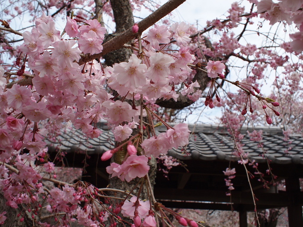 桜咲く
