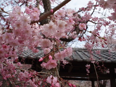 桜咲く