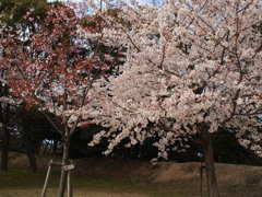 2種の桜