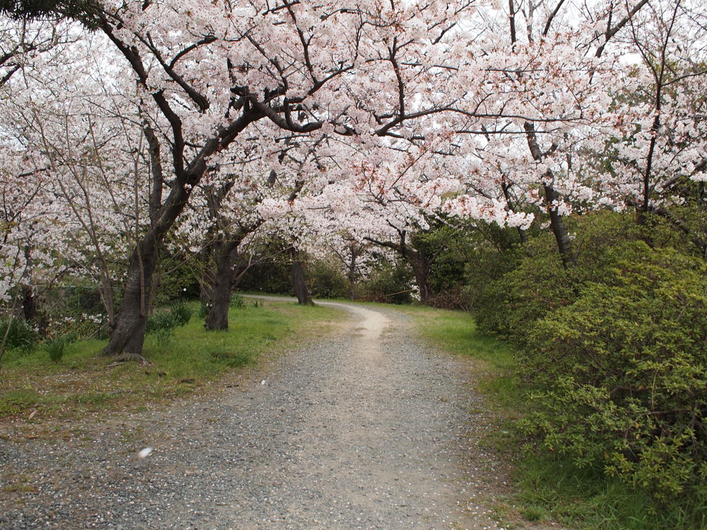 桜の小道