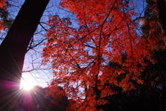 紅