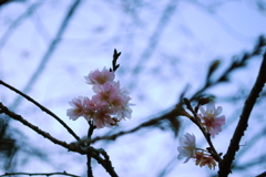 冬空に咲く桜