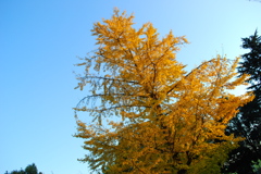 紅葉