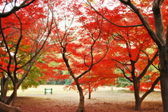 紅葉