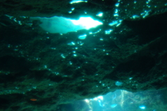 ちゅら海水族館にて