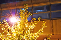 紅葉と首都高