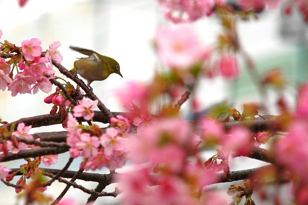 河津桜とメジロ