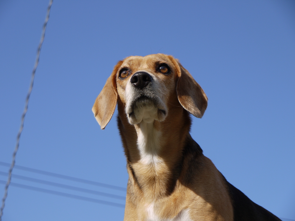 犬志を抱く？