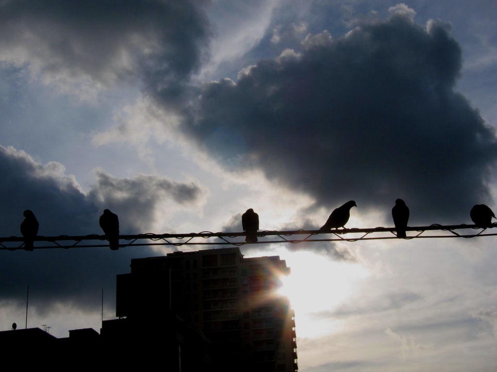 電線で休む鳩