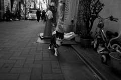 江古田の猫